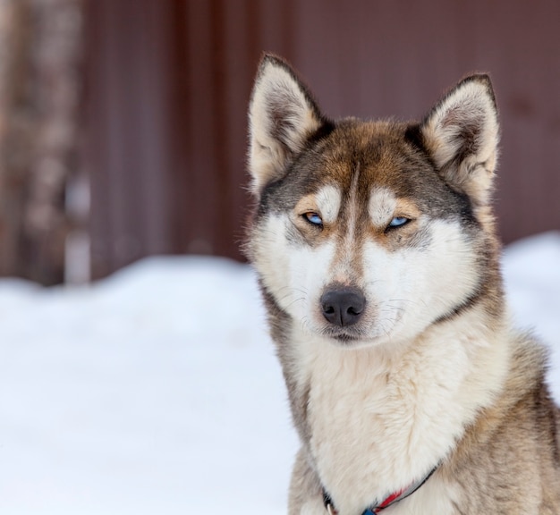 Husky in vivaio per cani in inverno