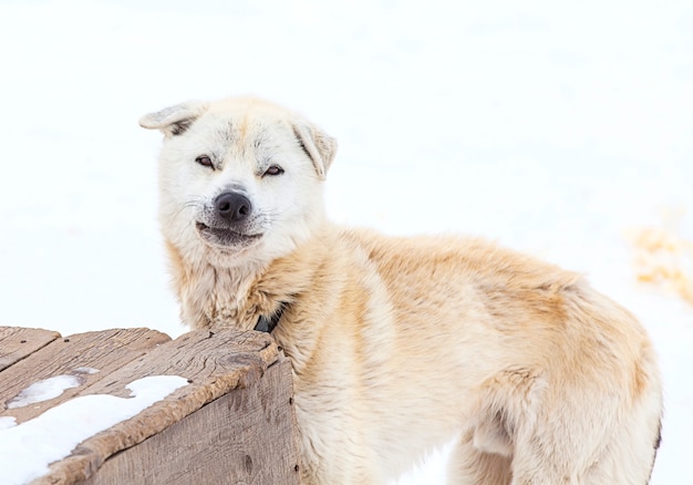 Husky in vivaio per cani