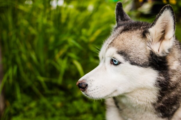 Husky si divertono nella natura selvaggia.