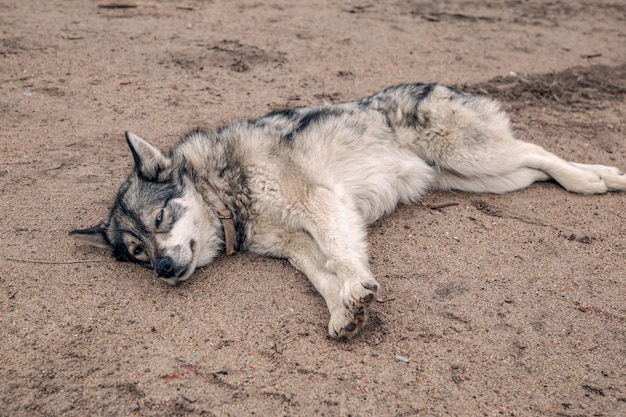 Husky si rilassa sulla spiaggia