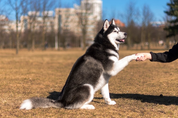 Husky si siede sull'erba in una luminosa giornata di sole