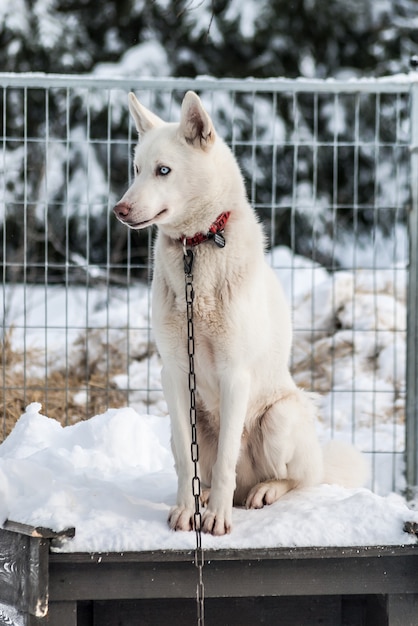 Husky siberiani cani della Norvegia