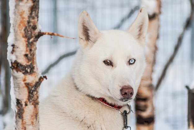 Husky siberiani cani della Norvegia