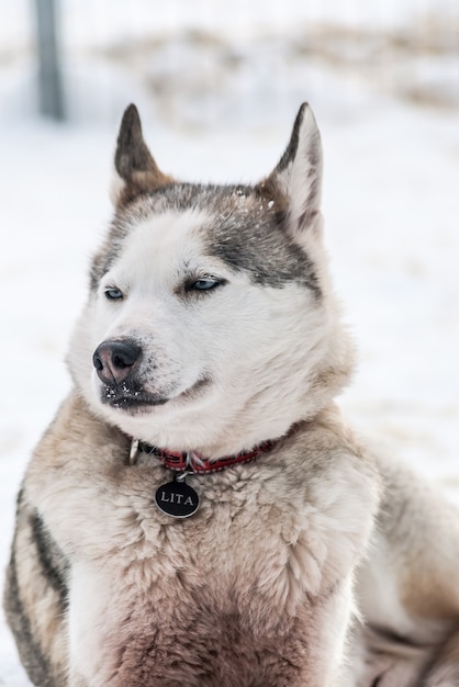 Husky siberiani cani della Norvegia