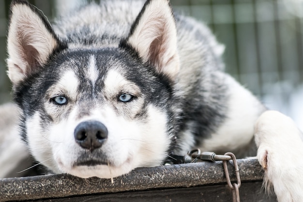 Husky siberiani cani della Norvegia