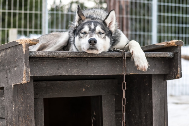 Husky siberiani cani della Norvegia