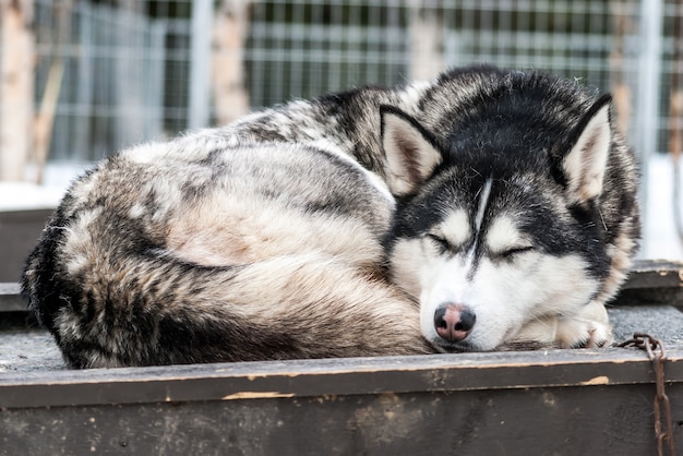 Husky siberiani cani della Norvegia