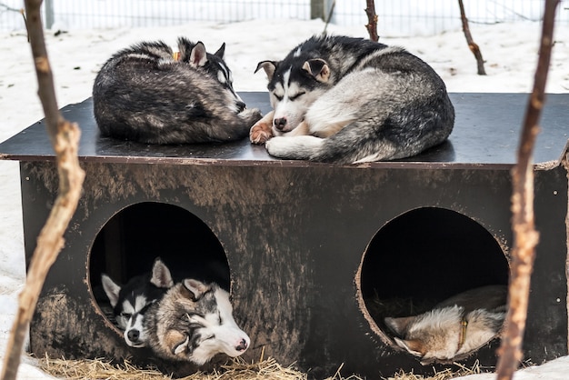 Husky siberiani cani della Norvegia