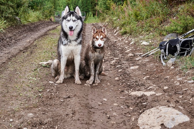 Husky siberiano adulto e cucciolo carino papà e figlio