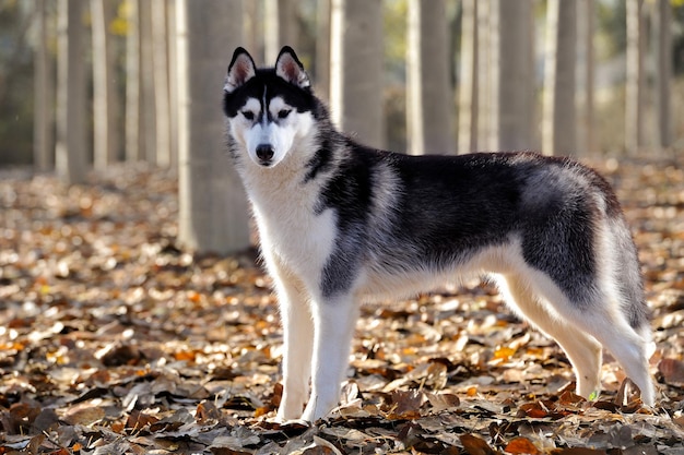 Husky siberiano adulto in una foresta con foglie secche