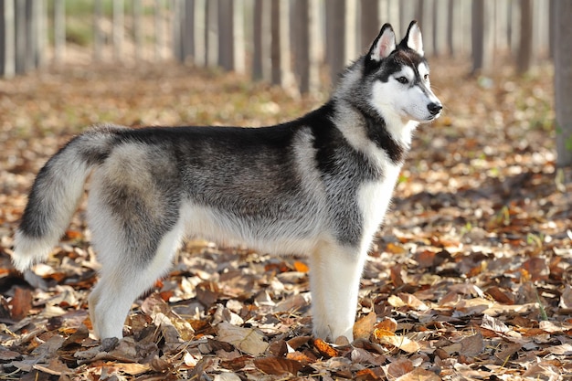 Husky siberiano adulto in una foresta con foglie secche