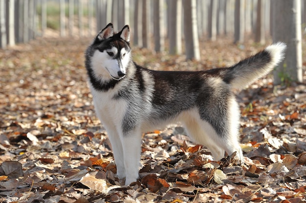 Husky siberiano adulto in una foresta con foglie secche