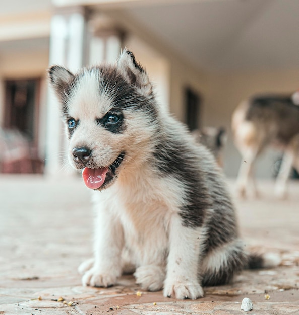 Husky Siberiano Bebe