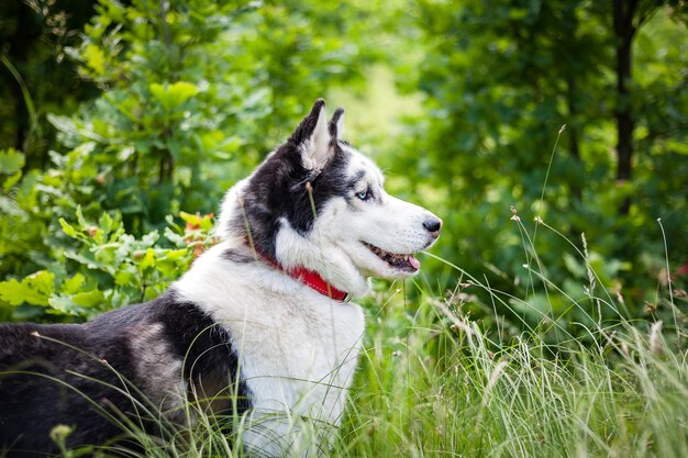 Husky siberiano bianco e nero che cammina nel campo estivo