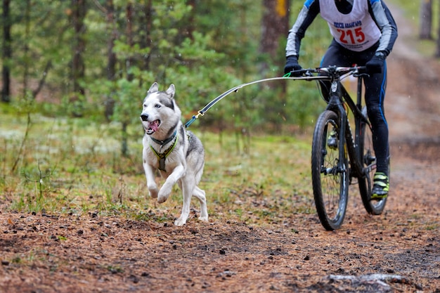 Husky siberiano che corre vicino alla bicicletta