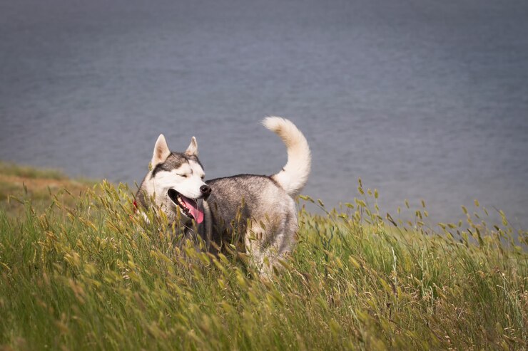 Husky siberiano che gioca nell'erba