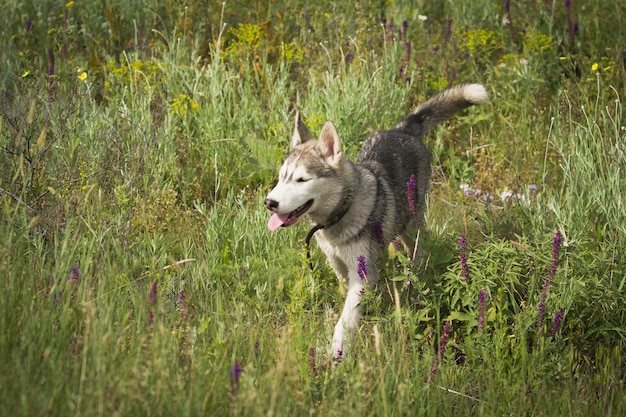 Husky siberiano che gioca nell'erba