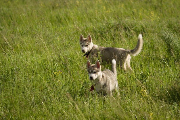 Husky siberiano che gioca sull'erba nel campo. I cuccioli e i loro genitori. Avvicinamento. Giochi di cani attivi. Razze di cani da slitta del Nord.