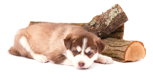 Husky siberiano del cucciolo di Brown con gli occhi azzurri che si trovano, isolato su bianco