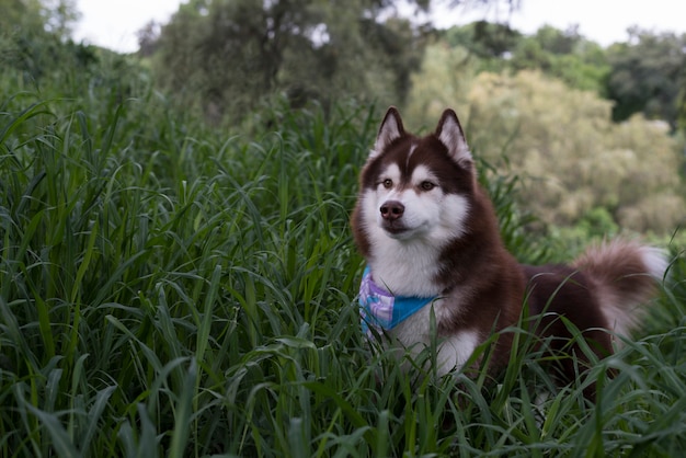 husky siberiano nella foresta