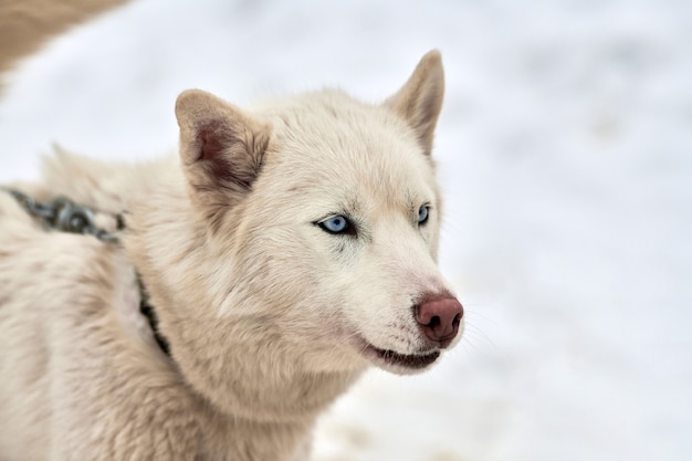 Husky Sled Dog in piedi all'aperto