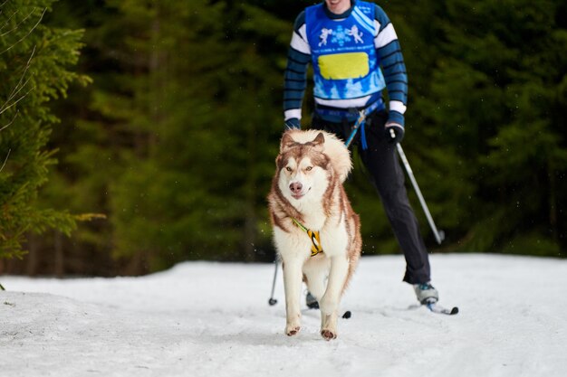 Husky sled dog mushing in inverno