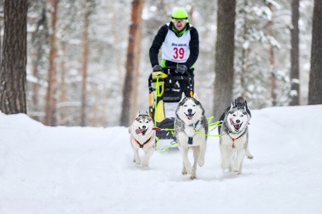 Husky sled dog mushing in inverno