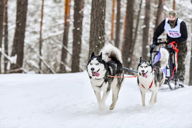 Husky sled dog mushing in inverno