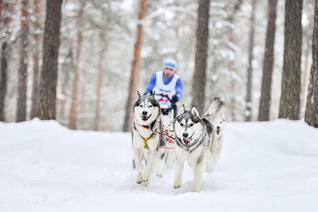 Husky sled dog mushing in inverno