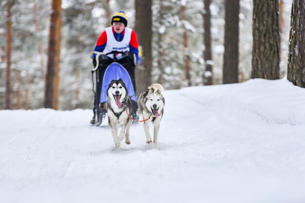 Husky sled dog mushing in inverno