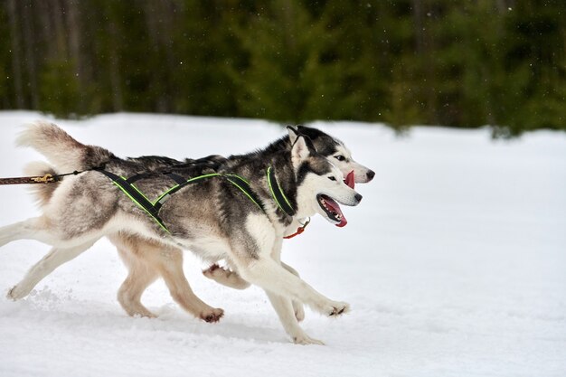 Husky Sled Dog tirando musher con gli sci