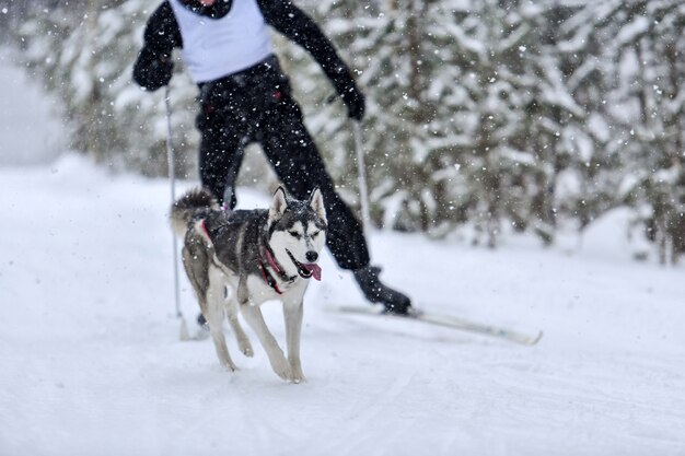 Husky Sled Dog tirando musher sugli sci