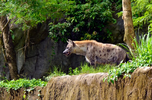 Hyaena macchiato (crocuta crocuta).