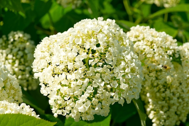 Hydrangea arborescens Fiori di ortensia lisci