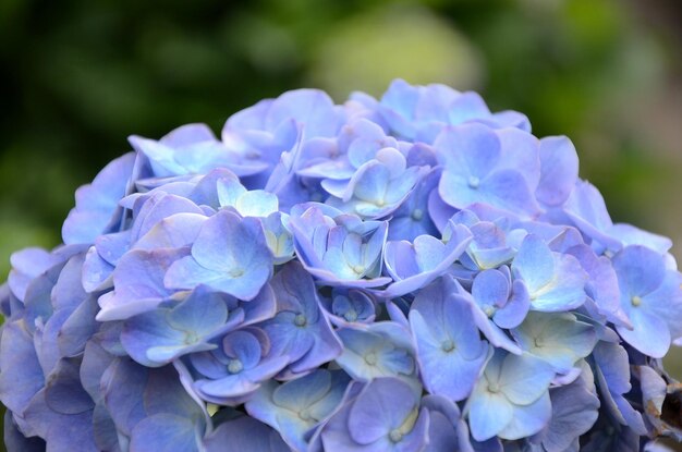 Hydrangea macrophylla nel giardino