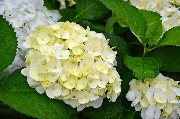 Hydrangea macrophylla nel giardino