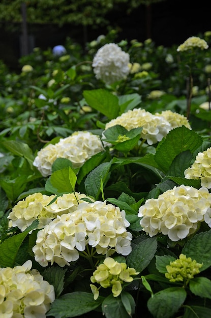 Hydrangea macrophylla nel giardino