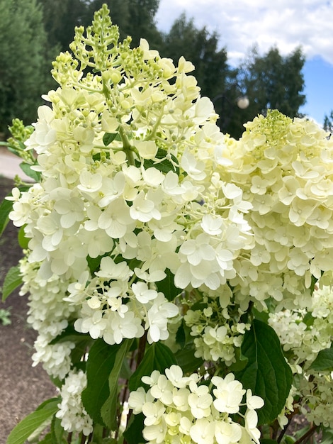 Hydrangea paniculata una specie vegetale del genere Hydrangea della famiglia delle Hydrangeaceae