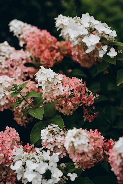 Hydrangea paniculata Vanille Fraise su uno stelo