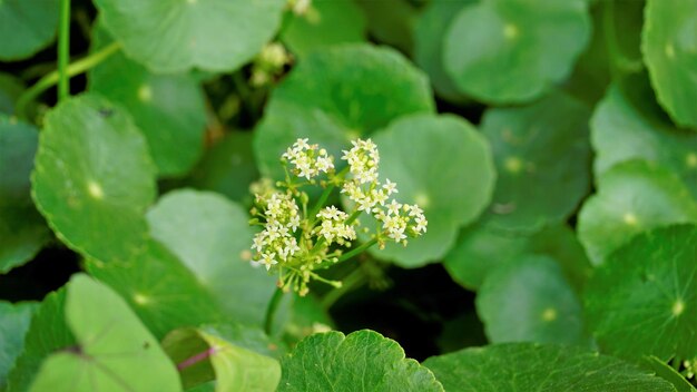 Hydrocotyle verticillata noto anche come Whorled marshpennywort