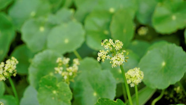 Hydrocotyle verticillata noto anche come Whorled marshpennywort