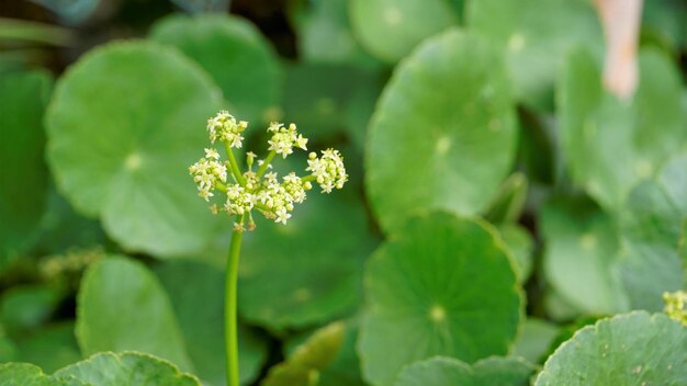 Hydrocotyle verticillata noto anche come Whorled marshpennywort