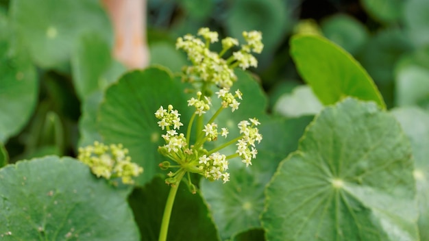 Hydrocotyle verticillata noto anche come Whorled marshpennywort