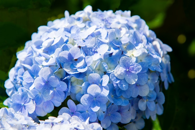 Hydropea blu Hydrangea macrophylla o Hortensia fiore nel giardino