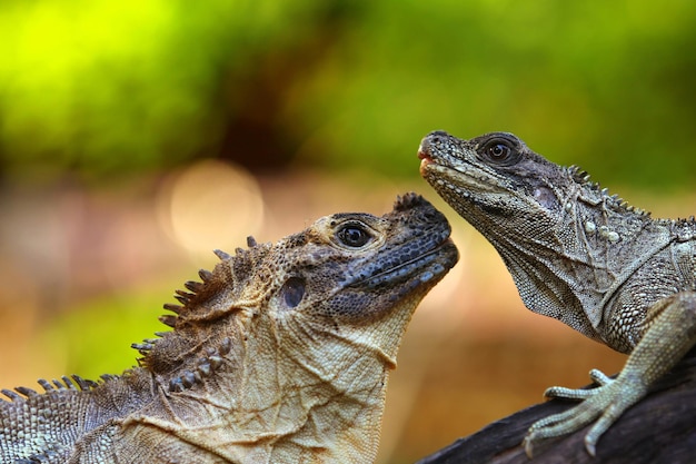 Hydrosaurus comunemente noto come i draghi a vela o le lucertole a vela