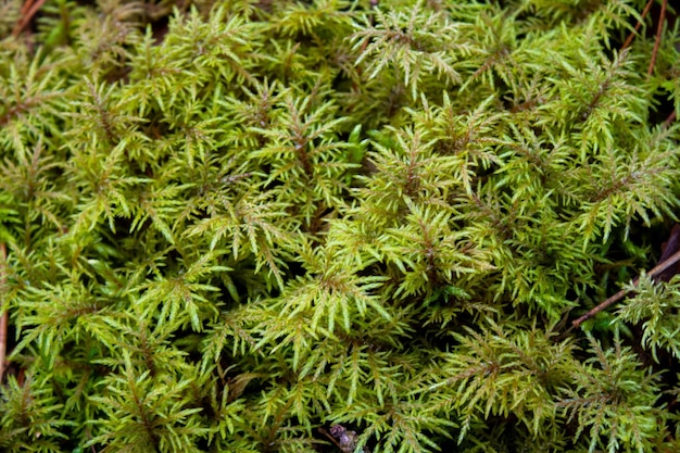 Hylocomium splendens comunemente noto come muschio di felce di montagna e splendido muschio di piume.