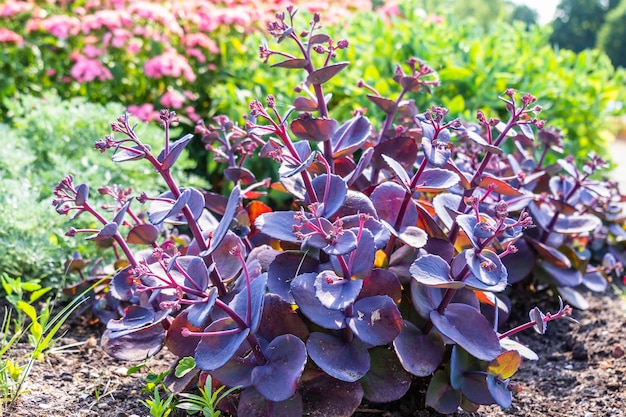 Hylotelephium, noto anche come Blue Pearl nel soleggiato giardino estivo.