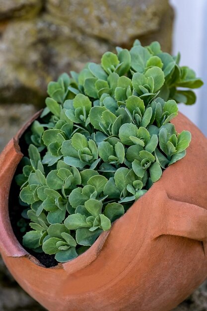 Hylotelephium spectabile o Sedum spectabile foglie verdi nel design del giardino