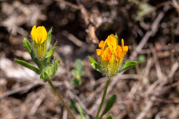 Hymenocarpos lotoides piccola pianta leguminosa dai graziosi fiori gialli e pelosi