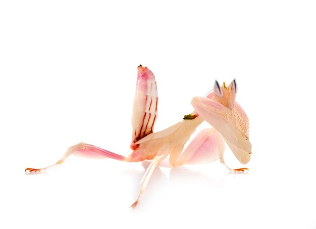 Hymenopus coronatus in studio